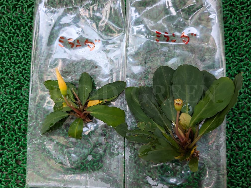 Bcephalandra sp. Miranda ブセファランドラ ミランダ 黄色い花芽のブセファランドラ Bucephalandra chrysokoupa KN便