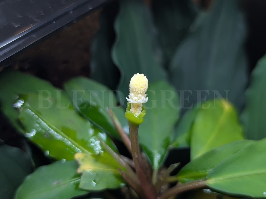 Bcephalandra sp. Miranda ブセファランドラ ミランダ 黄色い花芽のブセファランドラ Bucephalandra chrysokoupa KN便