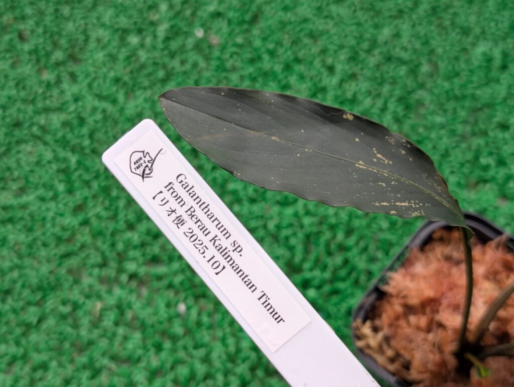 Galantharum sp. from Berau Kalimantan Timur【リオ便 2025年10月】ガランサルム 渓流系サトイモ 問屋便 アクアテイクE