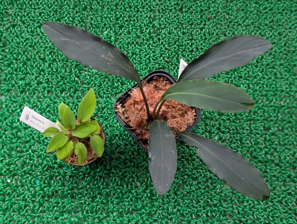 Galantharum sp. from Berau Kalimantan Timur【リオ便 2025年10月】ガランサルム 渓流系サトイモ 問屋便 アクアテイクE ホマロメナ