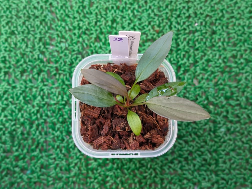 Holomena LN × Solok 【LA-hyb.23-38】 ホマロメナ LA便 実生