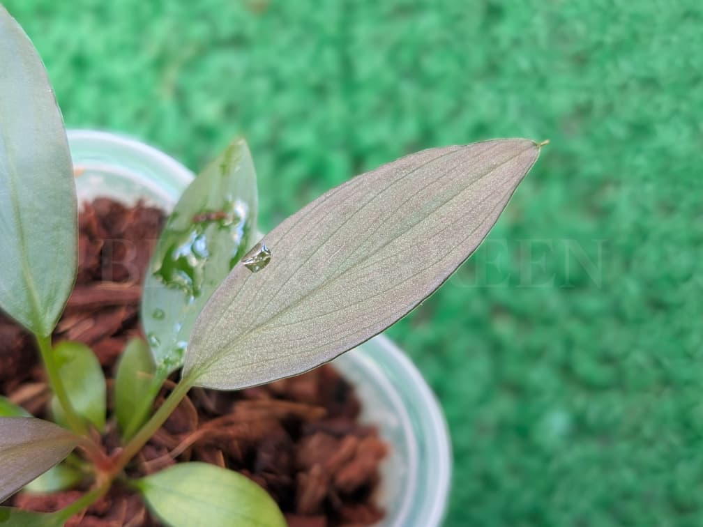 Holomena LN × Solok 【LA-hyb.23-38】 ホマロメナ LA便 実生