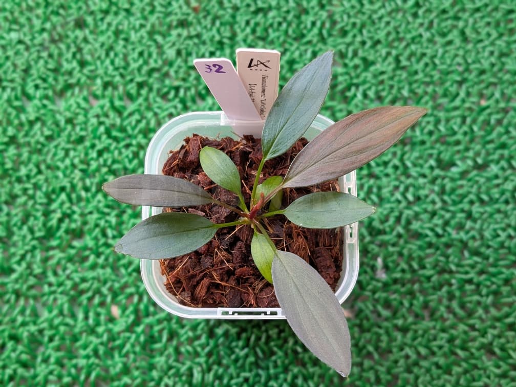 Holomena LN × Solok 【LA-hyb.23-38】 ホマロメナ LA便 実生