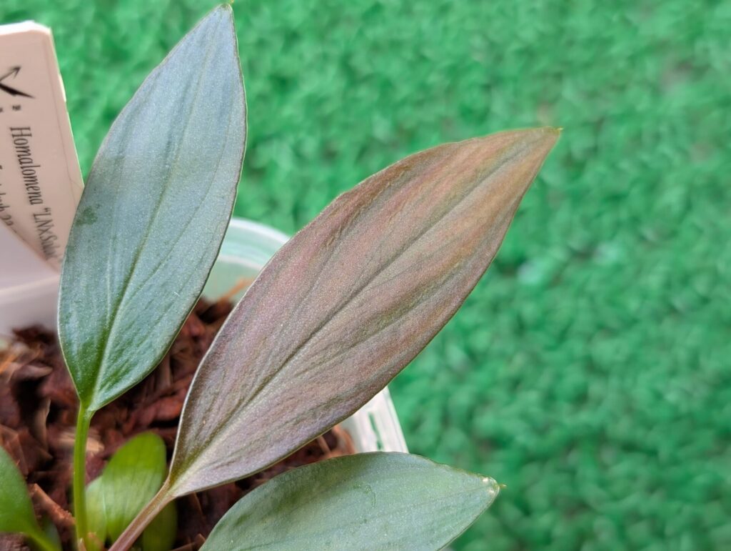 Holomena LN × Solok 【LA-hyb.23-38】 ホマロメナ LA便 実生_20251201