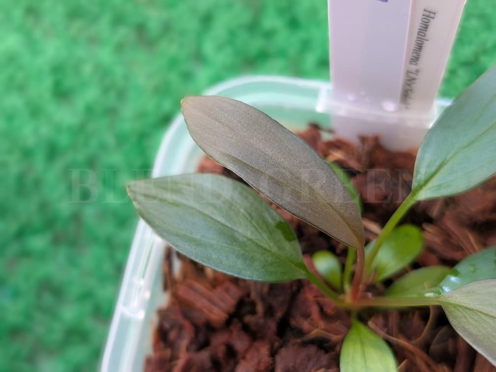 Holomena LN × Solok 【LA-hyb.23-38】 ホマロメナ LA便 実生