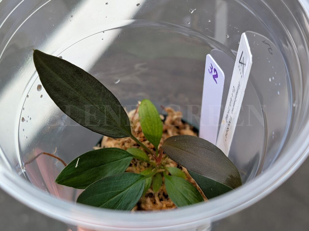 Holomena LN × Solok 【LA-hyb.23-38】 ホマロメナ LA便 実生