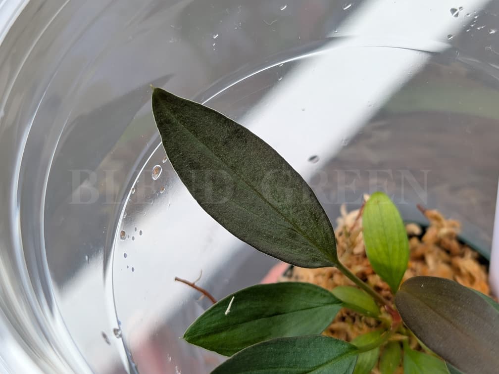 Holomena LN × Solok 【LA-hyb.23-38】 ホマロメナ LA便 実生