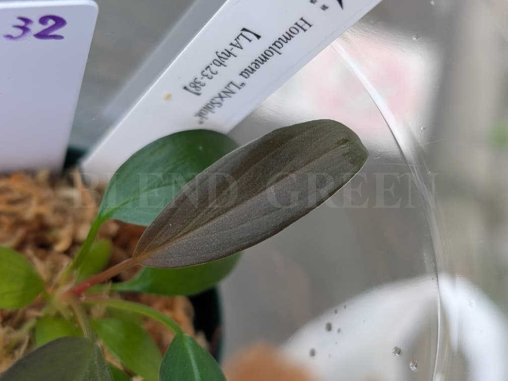 Holomena LN × Solok 【LA-hyb.23-38】 ホマロメナ LA便 実生