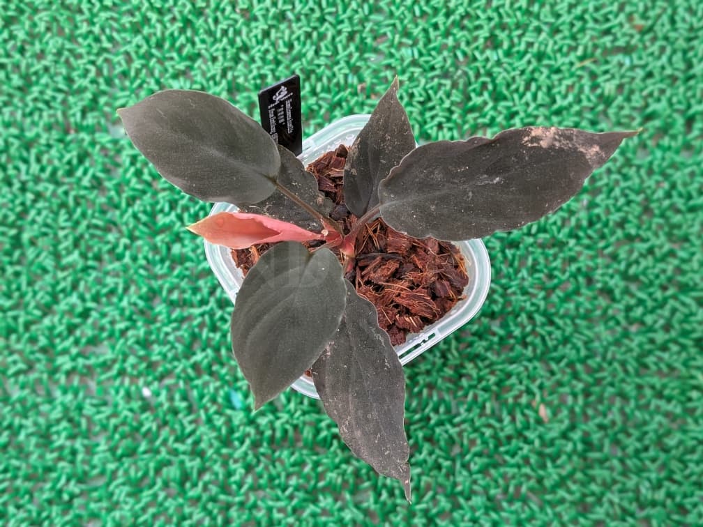 Homalomena humilis 黒葉赤輝 from Entikong 【HW0725-9】  ホマロメナ Heat Wave HW便