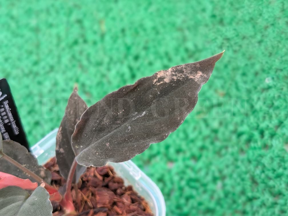 Homalomena humilis 黒葉赤輝 from Entikong 【HW0725-9】  ホマロメナ Heat Wave HW便