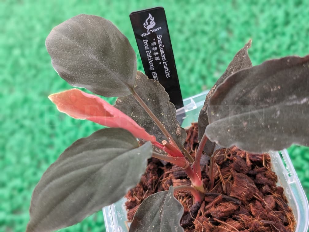 Homalomena humilis 黒葉赤輝 from Entikong 【HW0725-9】  ホマロメナ Heat Wave HW便