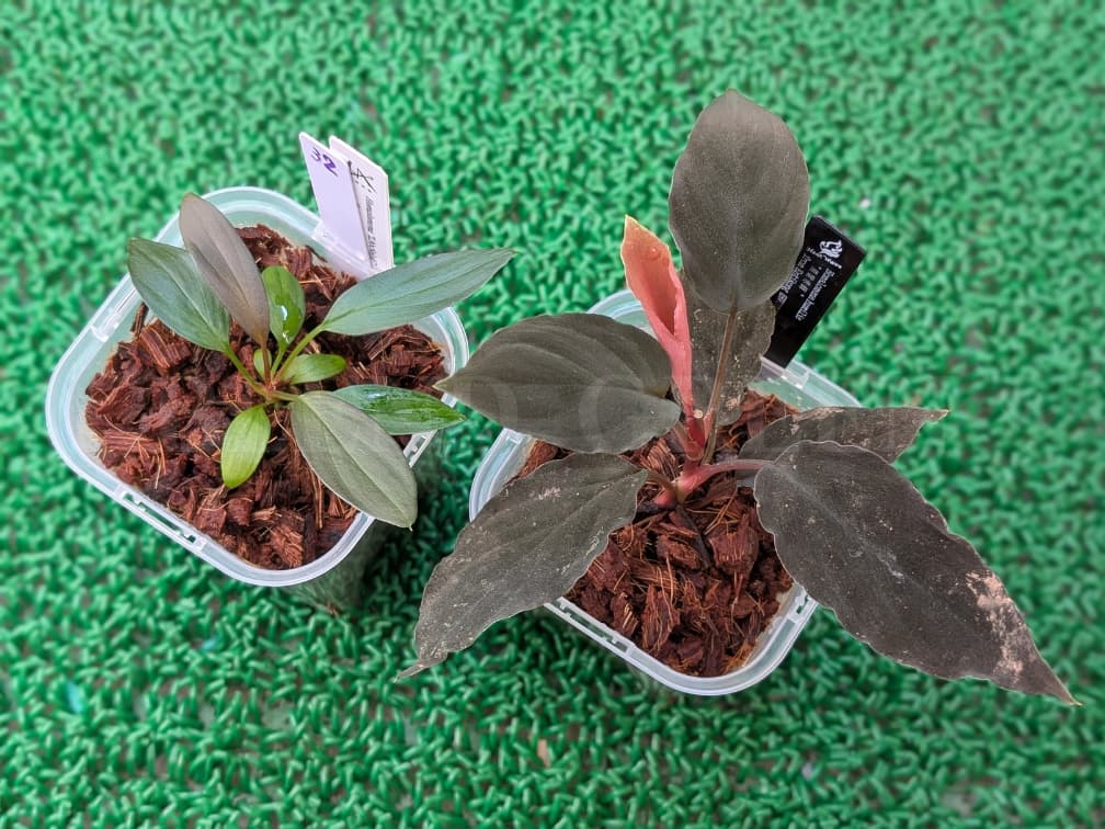 Homalomena humilis 黒葉赤輝 from Entikong 【HW0725-9】  ホマロメナ Heat Wave HW便