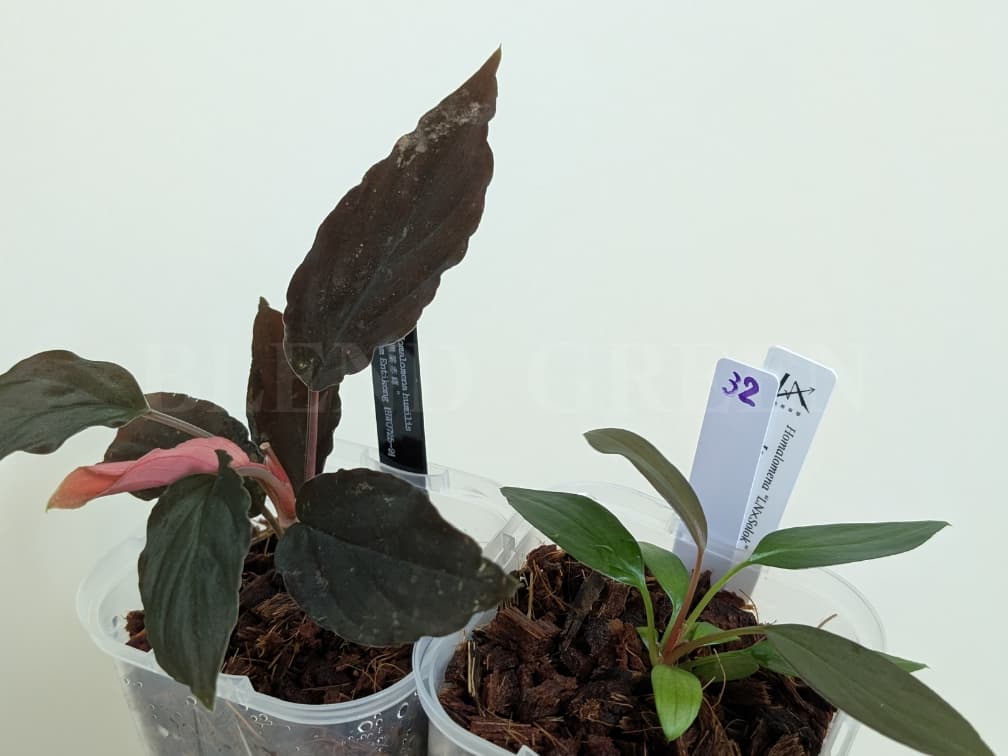 Homalomena humilis 黒葉赤輝 from Entikong 【HW0725-9】  ホマロメナ Heat Wave HW便