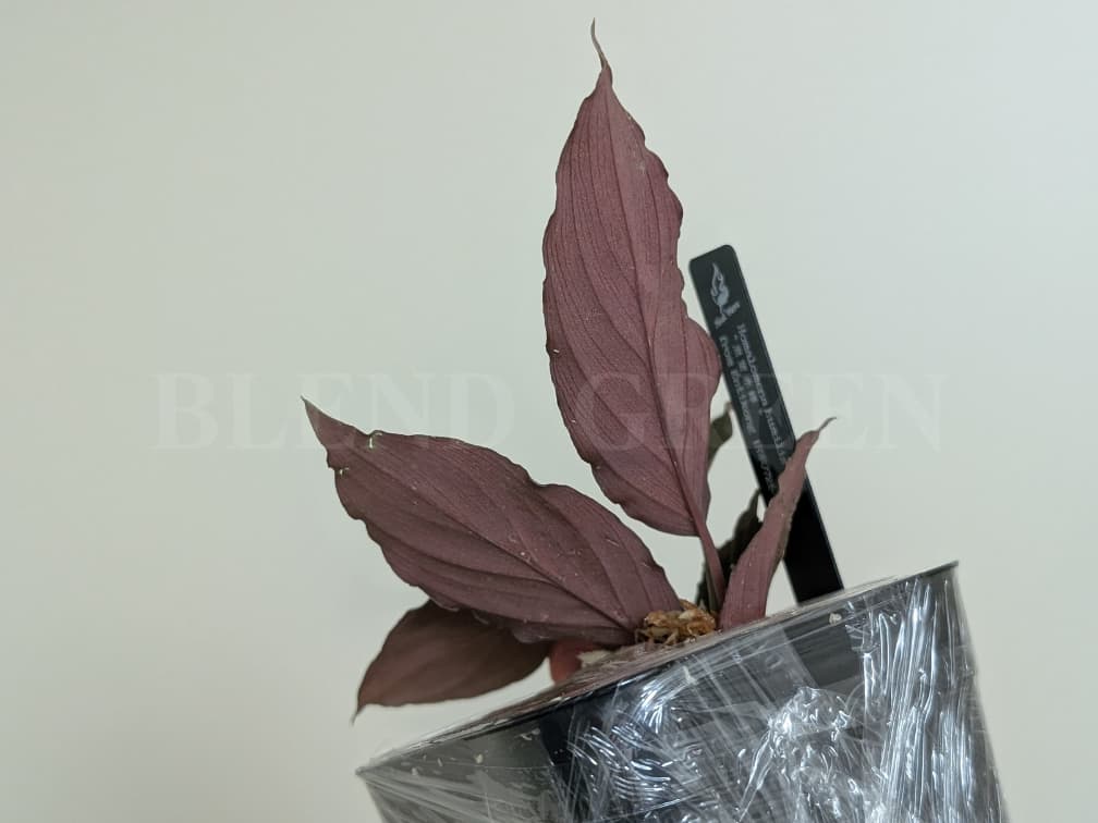 Homalomena humilis 黒葉赤輝 from Entikong 【HW0725-9】  ホマロメナ Heat Wave HW便