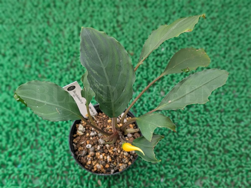 ADA LAB Bucephalandra sp. Juliet KN便 ブセファランドラ ユリエート 黄花ブセ 