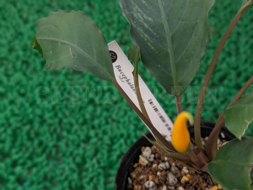 ADA LAB Bucephalandra sp. Juliet KN便 ブセファランドラ ユリエート 黄花ブセ 