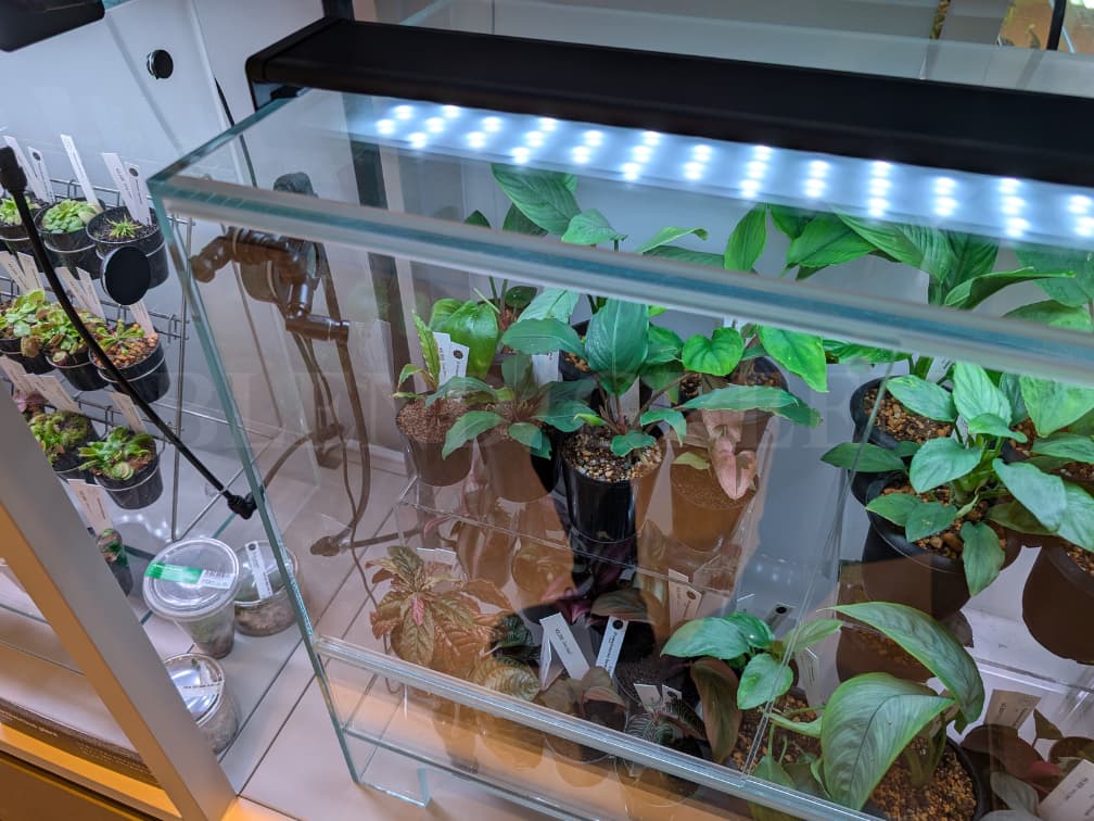 ADA LAB Bucephalandra sp. Juliet Miranda KN便 ブセファランドラ ユリエート ミランダ 黄花ブセ 