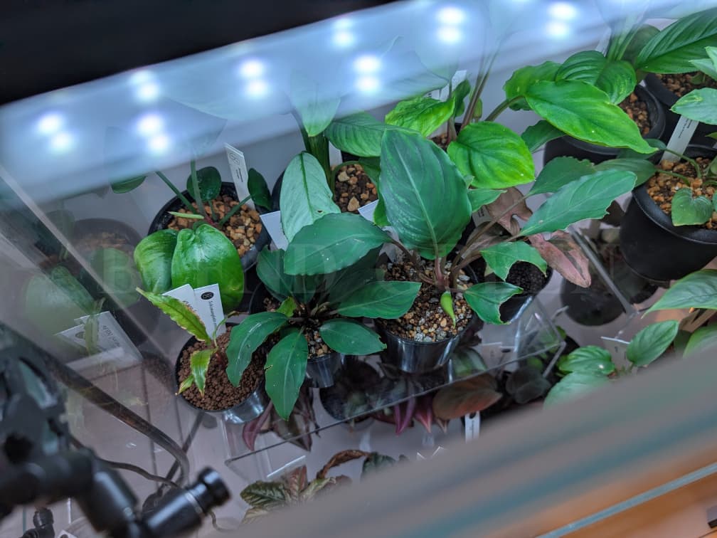 ADA LAB Bucephalandra sp. Juliet Miranda KN便 ブセファランドラ ユリエート ミランダ 黄花ブセ 