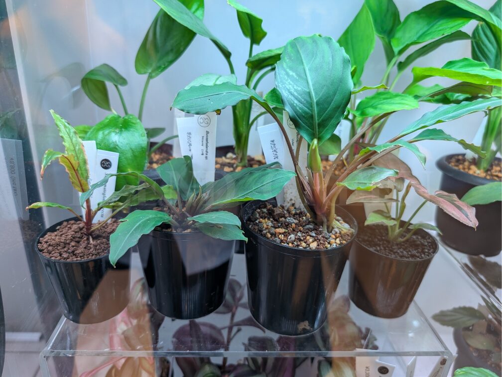 ADA LAB Bucephalandra sp. Juliet Miranda KN便 ブセファランドラ ユリエート ミランダ 黄花ブセ 