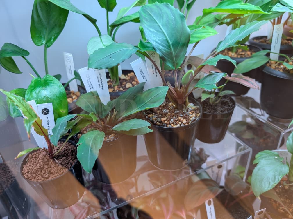 ADA LAB Bucephalandra sp. Juliet Miranda KN便 ブセファランドラ ユリエート ミランダ 黄花ブセ 