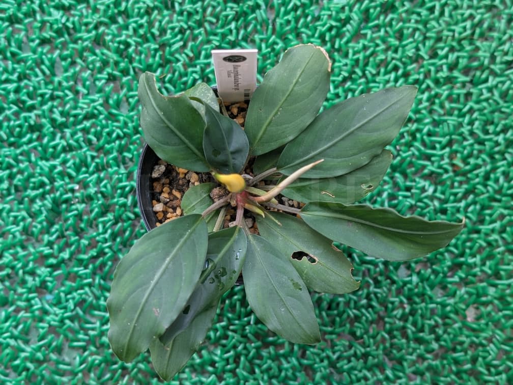 ADA LAB Bucephalandra sp. Miranda KN便 ブセファランドラ ミランダ 黄花ブセ 