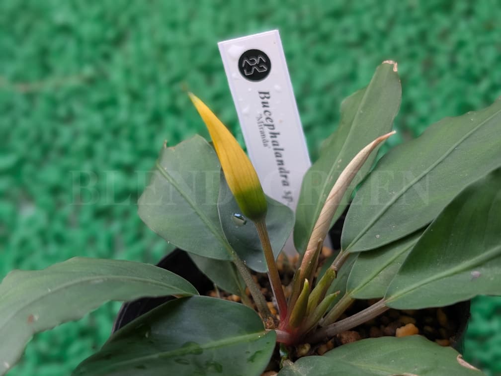 ADA LAB Bucephalandra sp. Miranda KN便 ブセファランドラ ミランダ 黄花ブセ